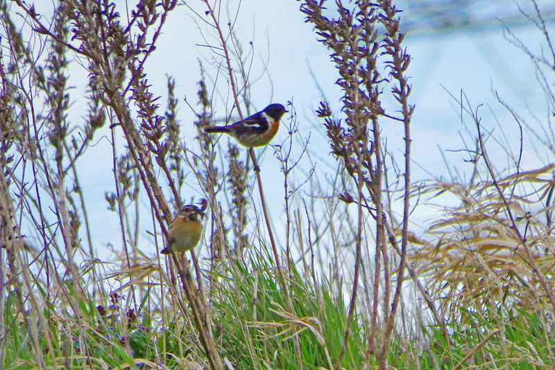 ROODBORSTTAPUITEN PAARTJE