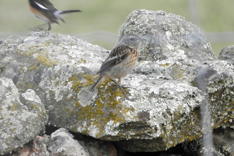 ROODBORSTTAPUIT VROUW
