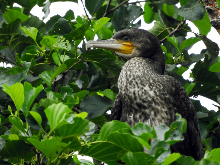 AALSCHOLVER JUVENIEL