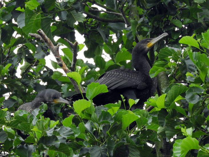 AALSCHOLVER MET JONG