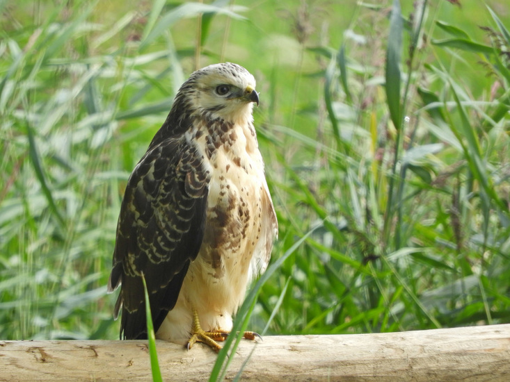BUIZERD