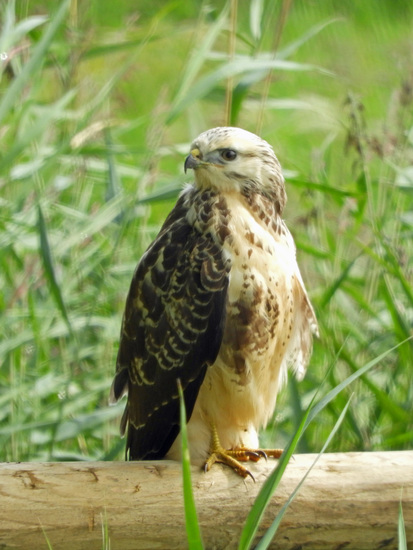 BUIZERD