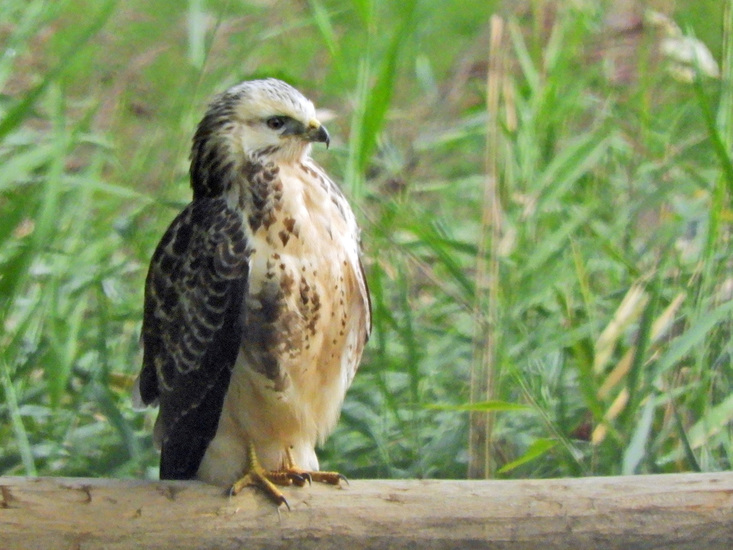 BUIZERD