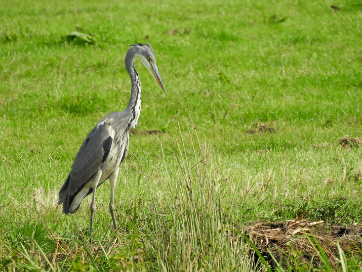 BLAUWE REIGER