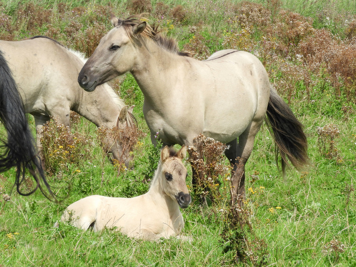 KONIKPAARDEN