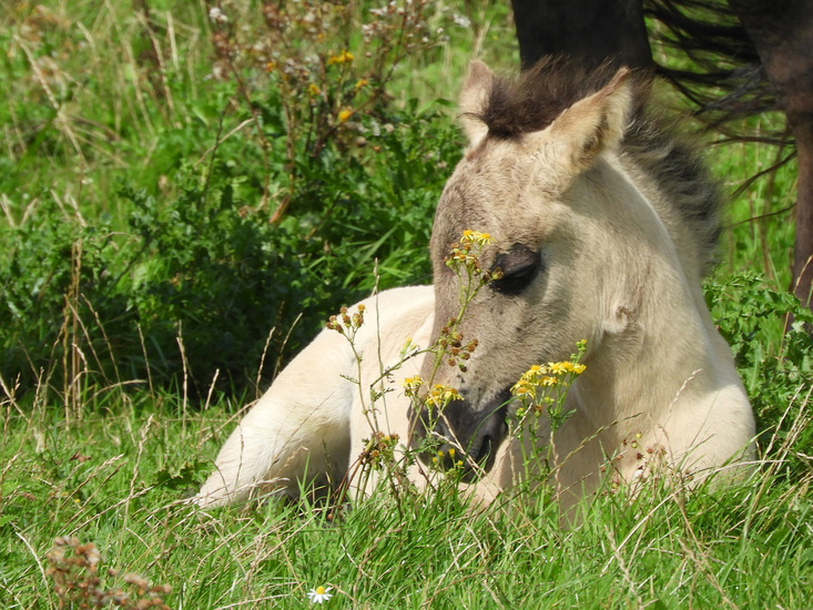 KONIKPAARD VEULEN