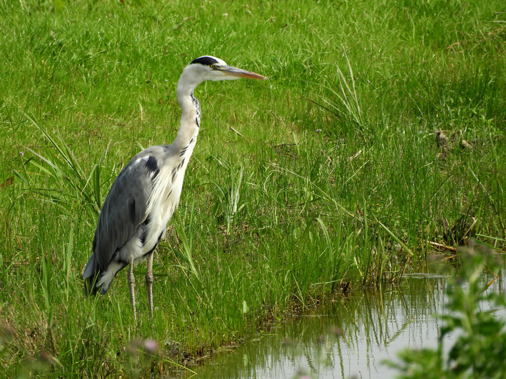BLAUWE REIGER