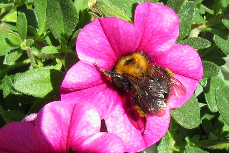 HOMMEL