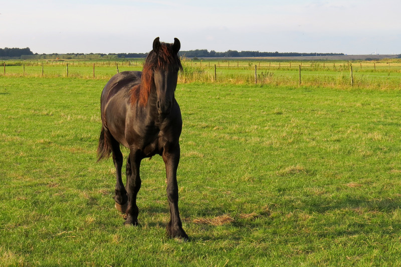 PAARD EEMPOLDER