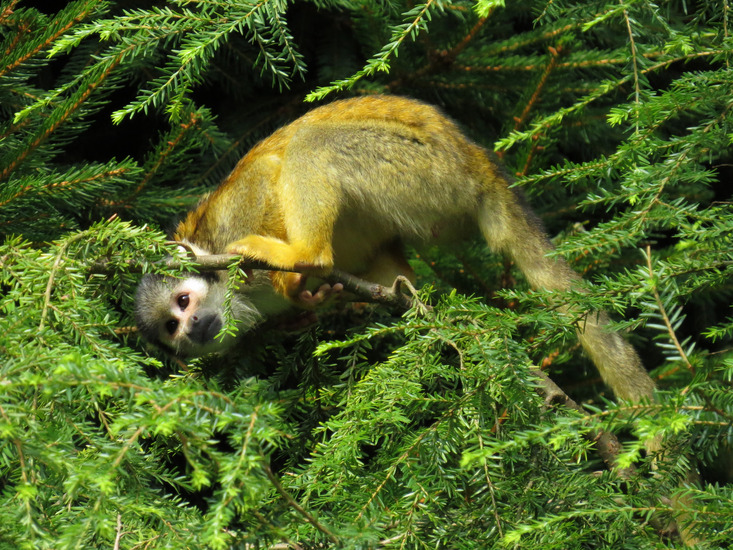 PERUAANS ZWARTKOPDOODSHOOFDAAPJE