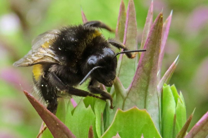 HOMMEL