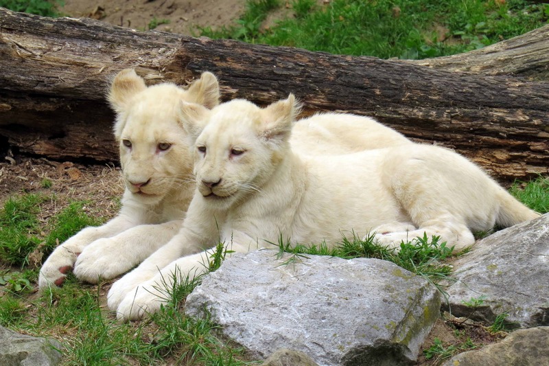 WITTE LEEUWWELPEN