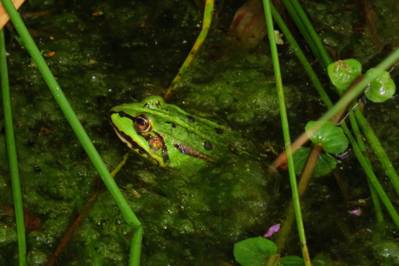 GROENE KIKKER