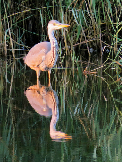 REIGER IN DE AVONDZON