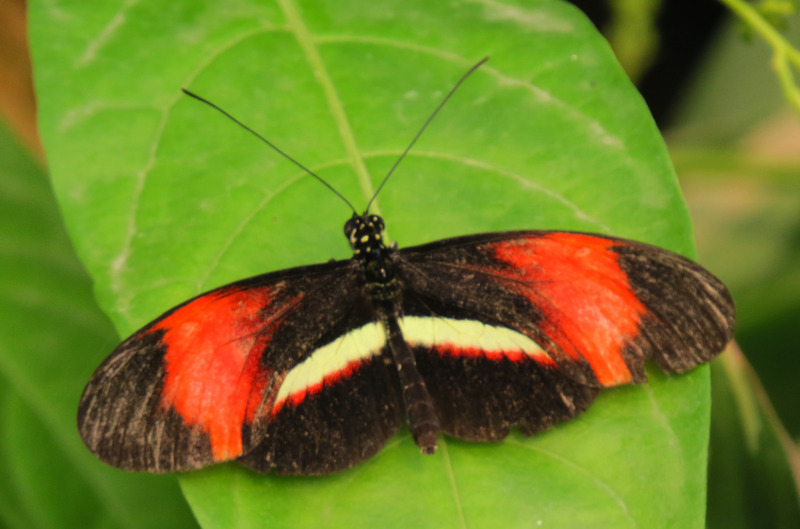 GEELBAND-PASSIEBLOEMVLINDER