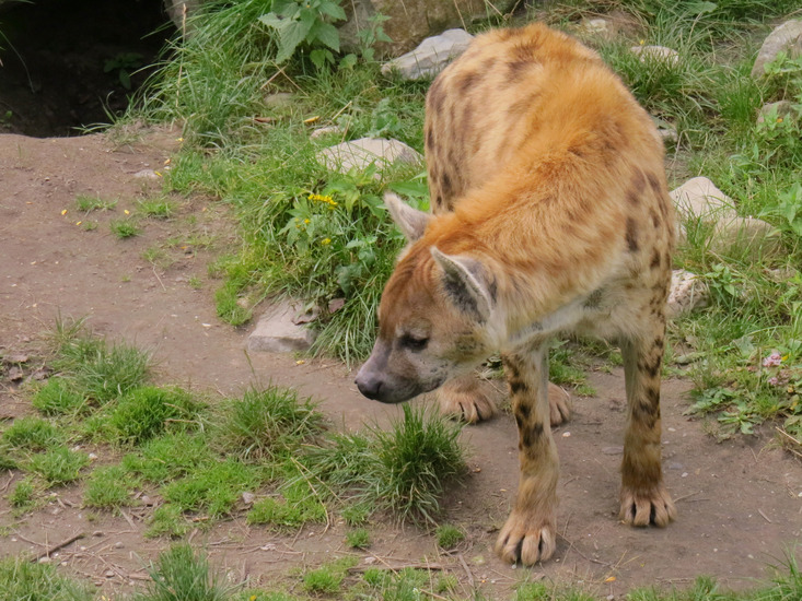 GEVLEKTE HYENA