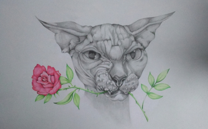 Sphynx kat