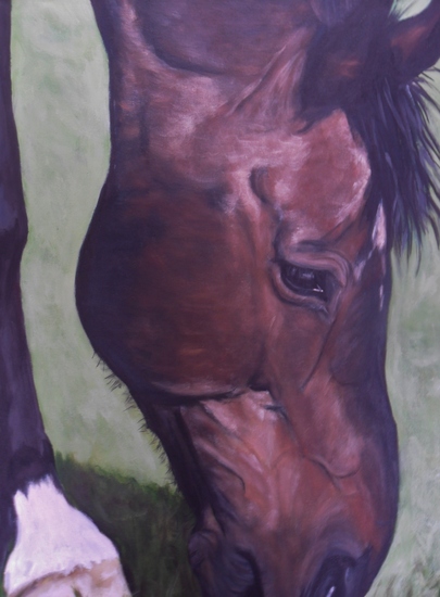 Oud paard, lekker in de wei.