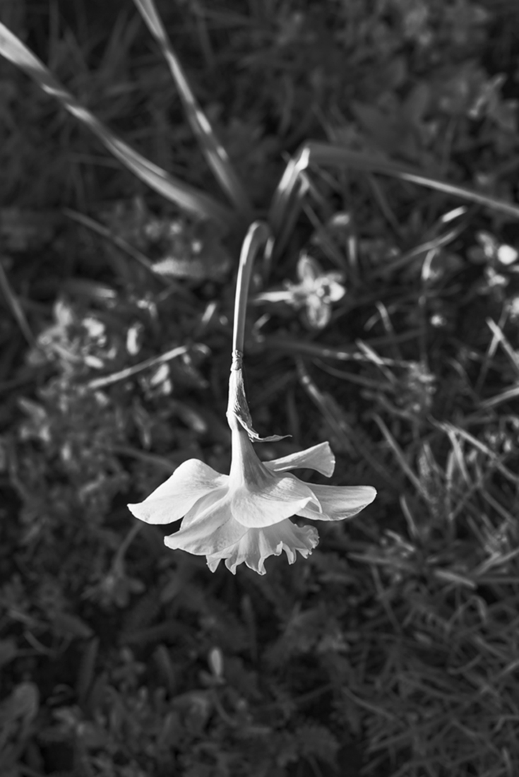 Drie narcissen deel 1 - Punt