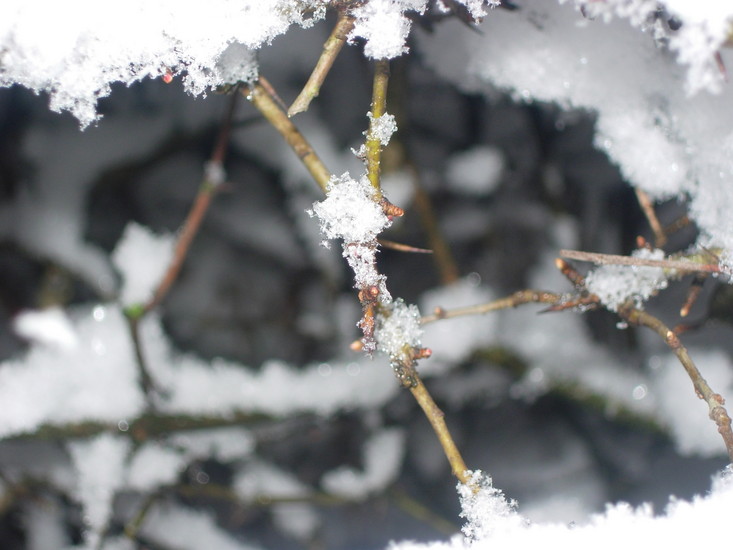 Snow