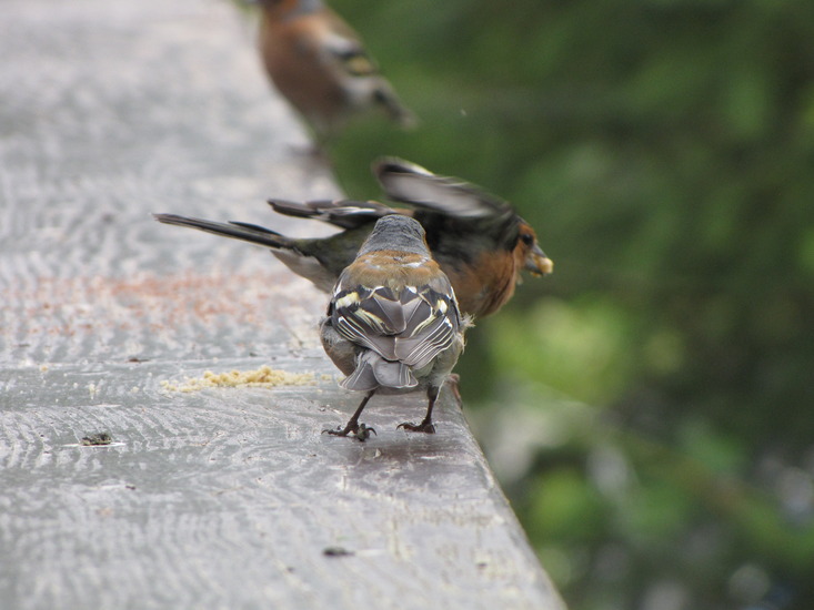 Tot de laatste kruimel
