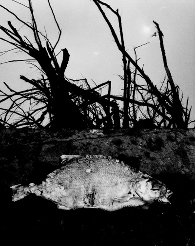 Dawn of the dead(fish)