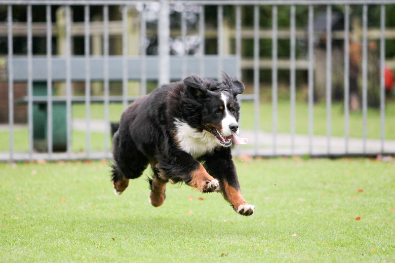 Actie tijdens de Raskeuring