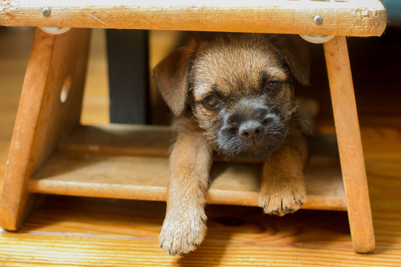 Borderterrierpup