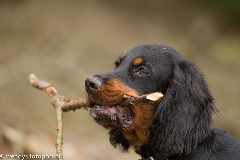 Gordon Setter