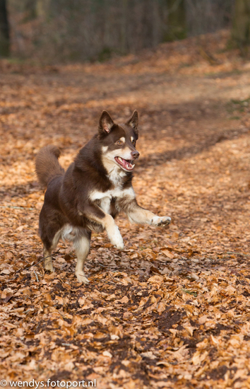 Reddingshondengroep Vechtdal