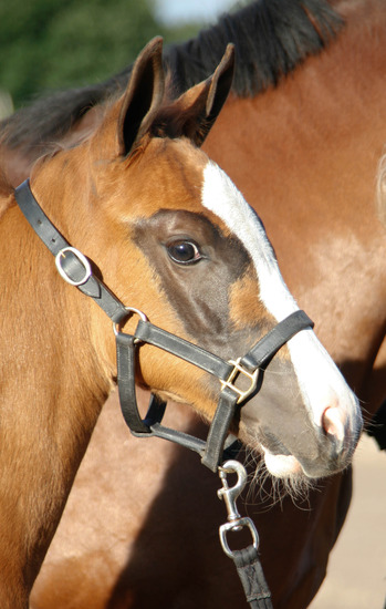 Veulenkijkavond Daarle
