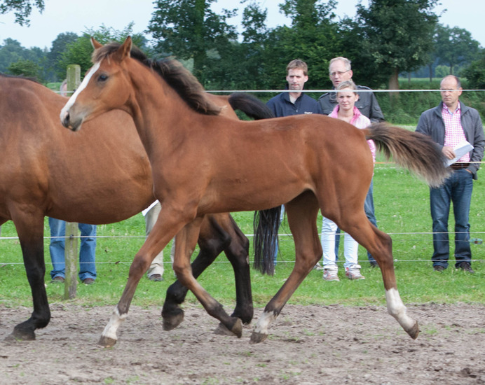 Veulenskijken Rossum