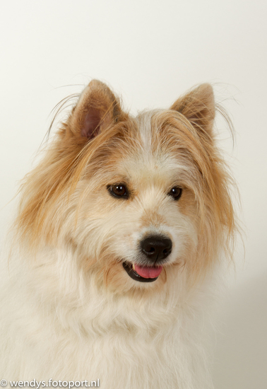 Aangenaam in de studio II