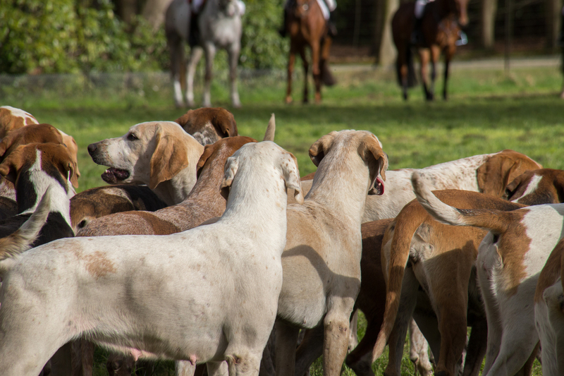 Foxhounds
