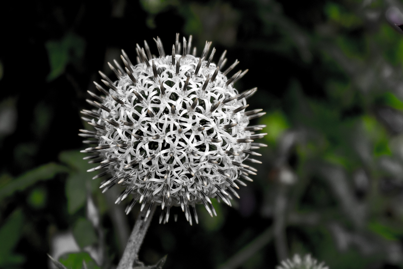 Allium
