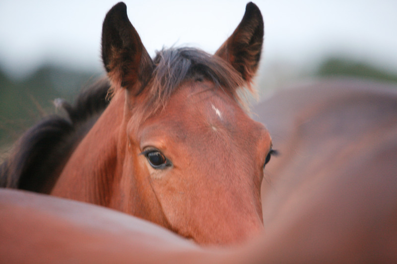 Veulenskijken Lattrop