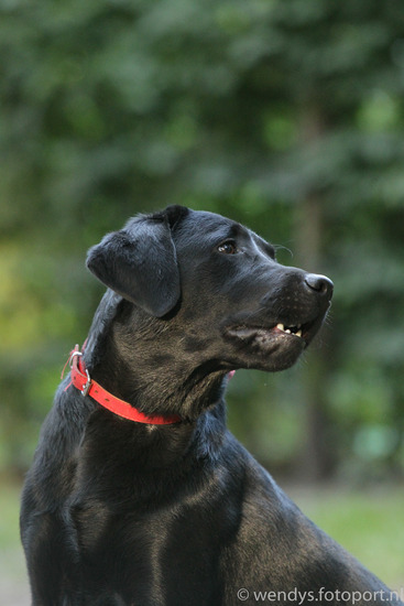 Hondenschool De Laagse Paal