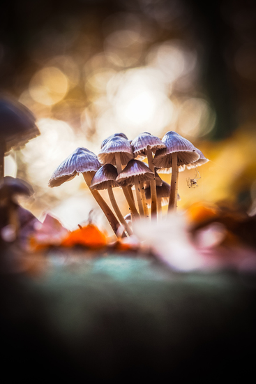 bosje paddenstoelen