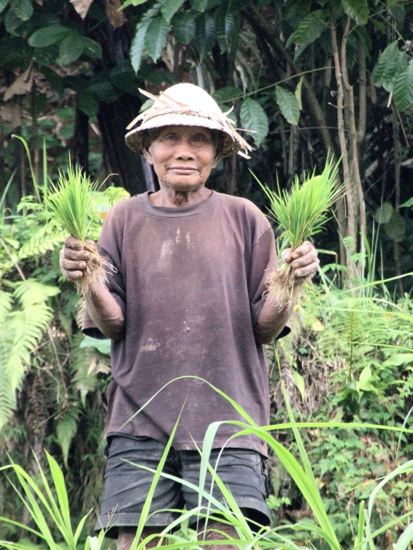 Bali, rijst verbouwen