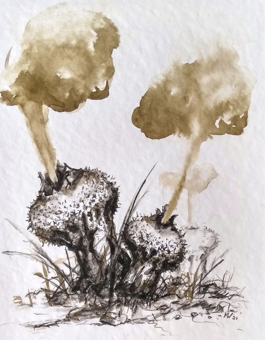 Plooivoetstuifzwammen