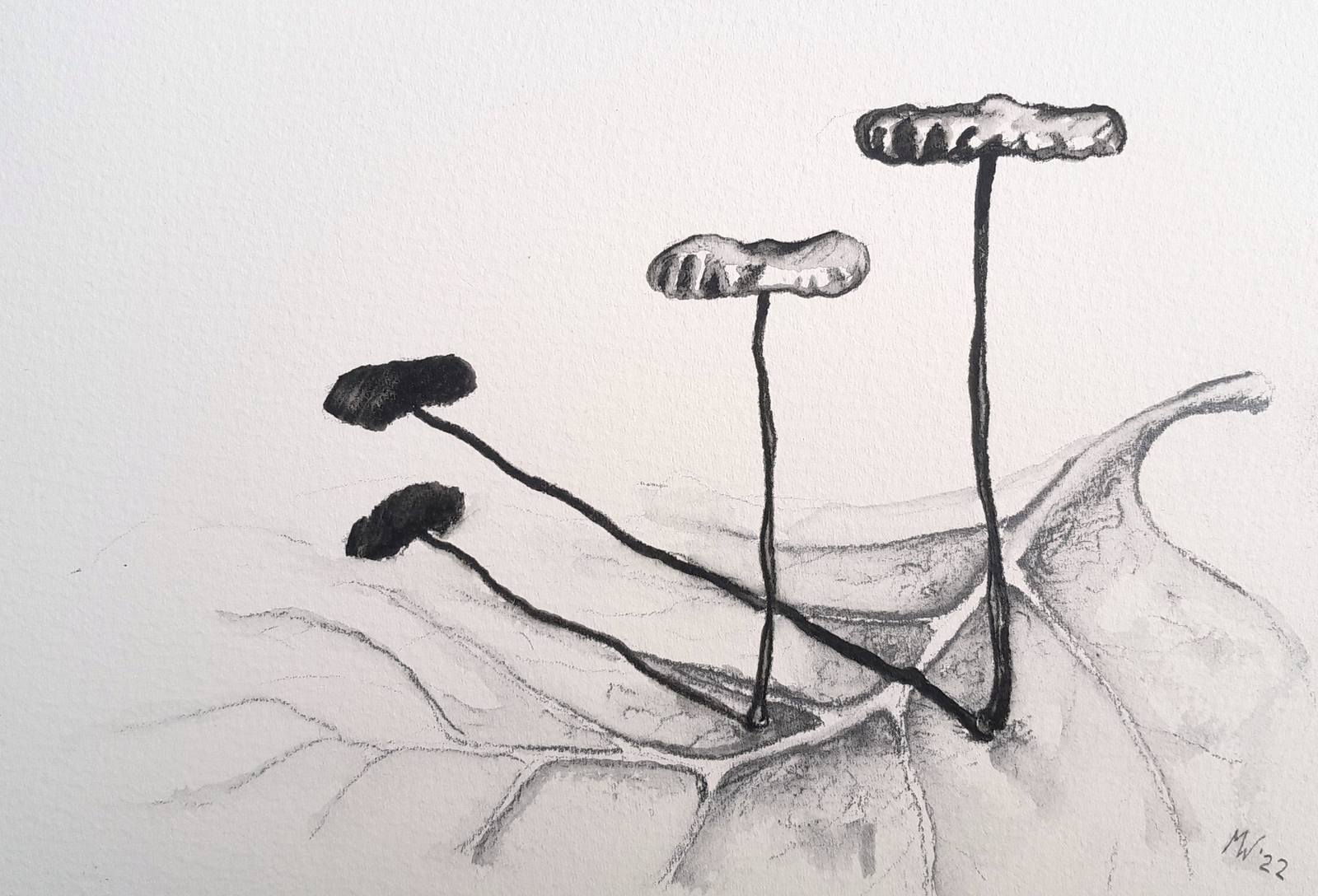 Twee paddenstoeltjes op blad