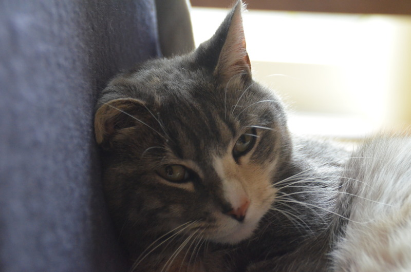 Snoet Melein op Stoel.