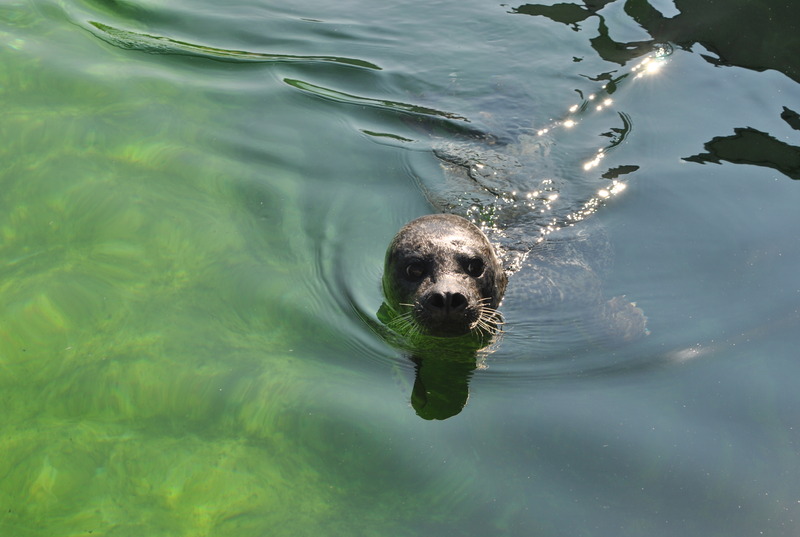 Zeehond in Neeltje Jans
