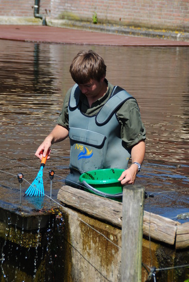 Schoonmaker bij Zeeberen.