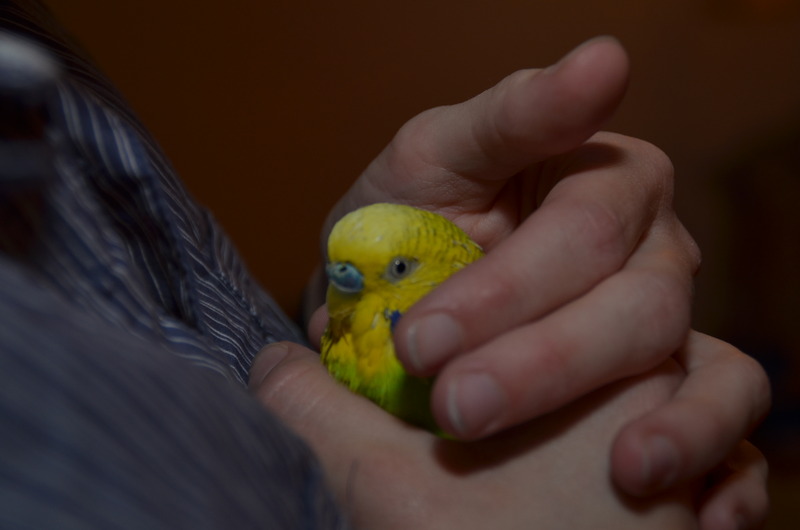 Grasparkiet in handen!