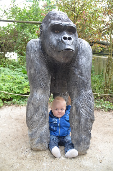 Jesse met de Gorilla op de foto!