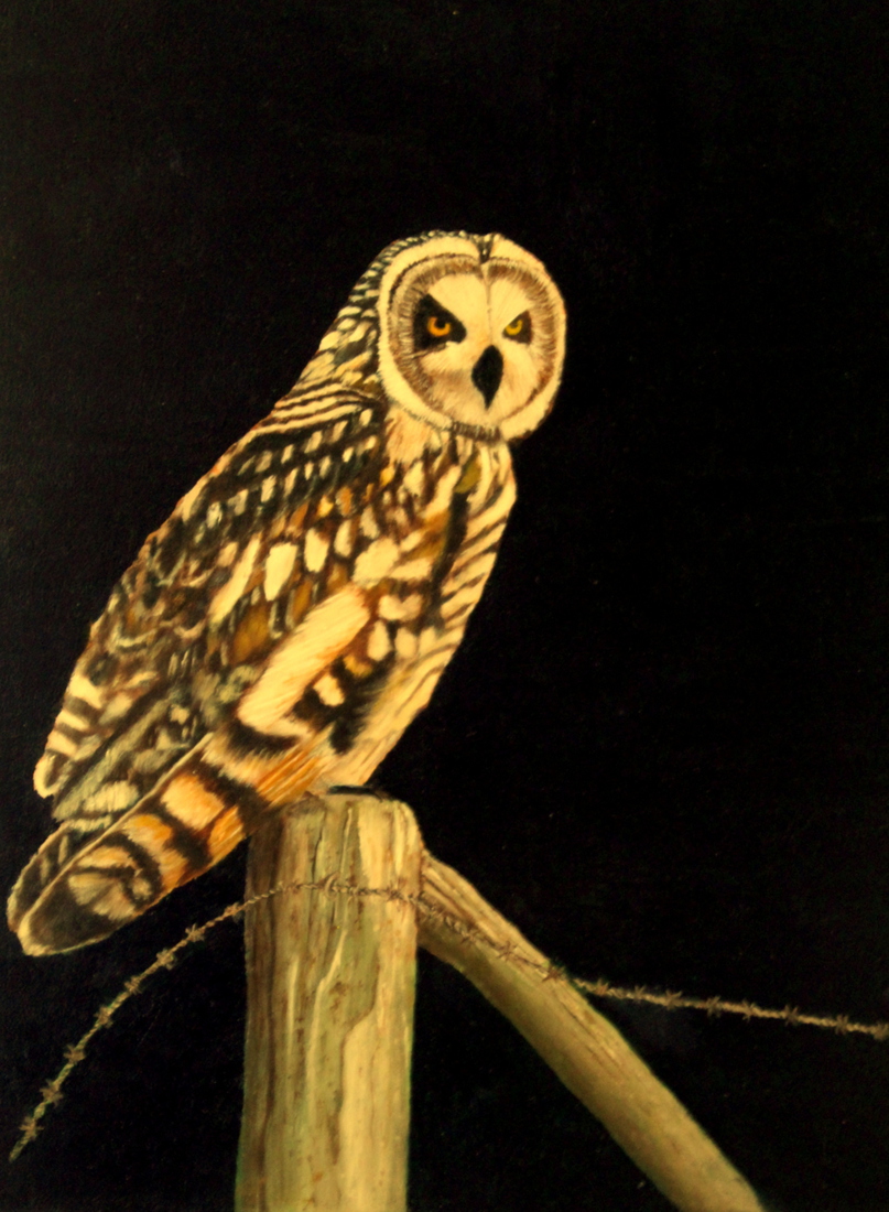 Velduil in avondlucht. (Verkocht).