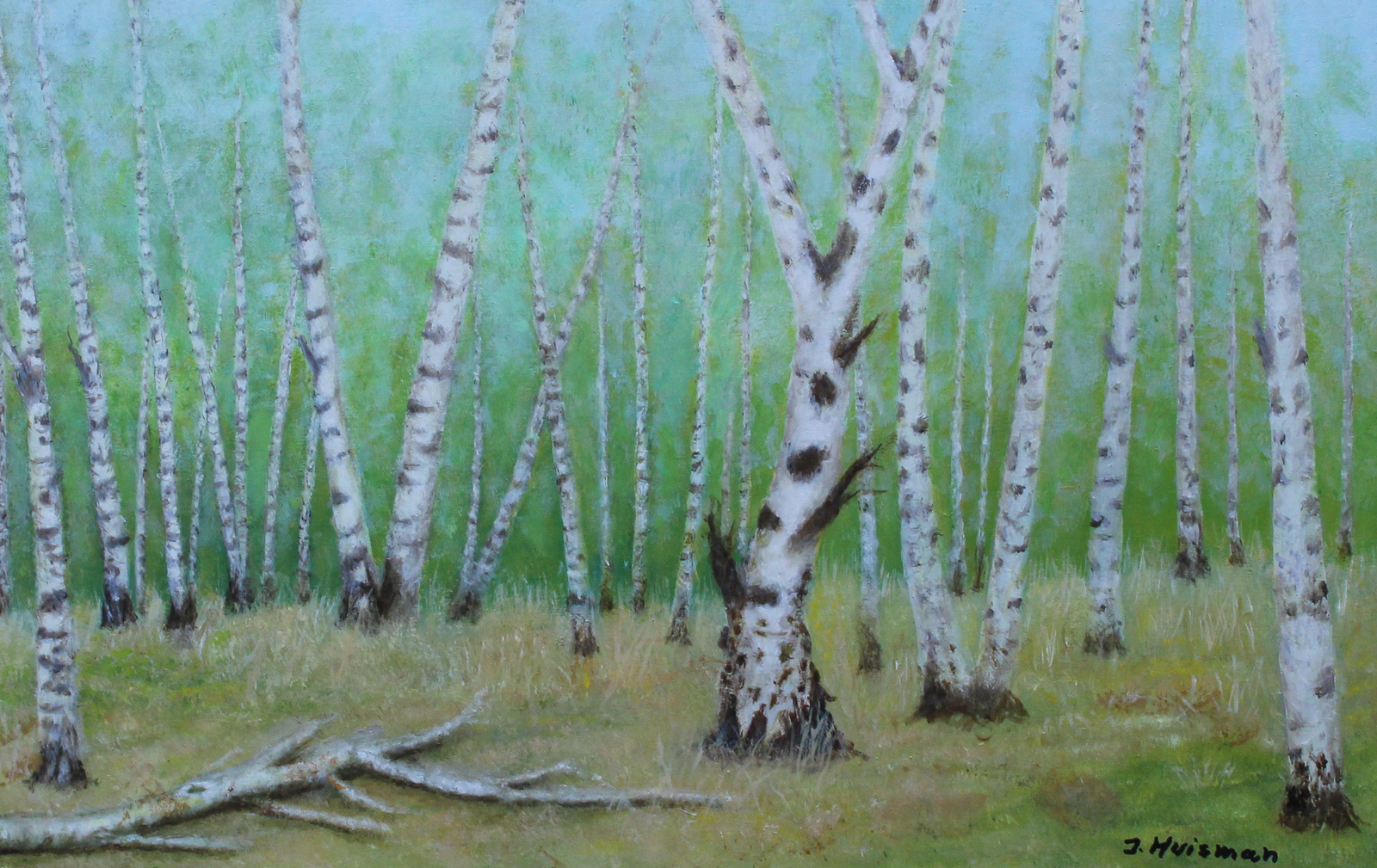 Berkenbomengroep met oude knoestige berk in Reijndersbosje bij Orvelte. 