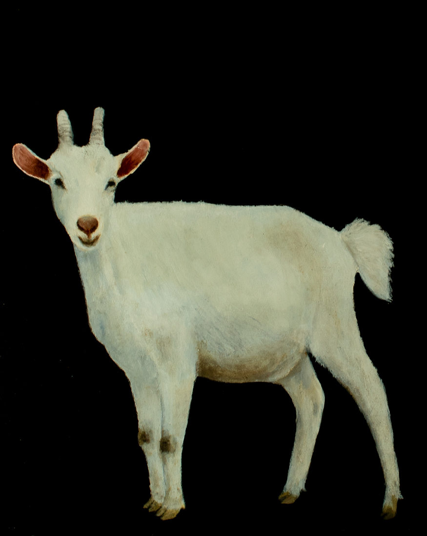 Geit, jong volwassen