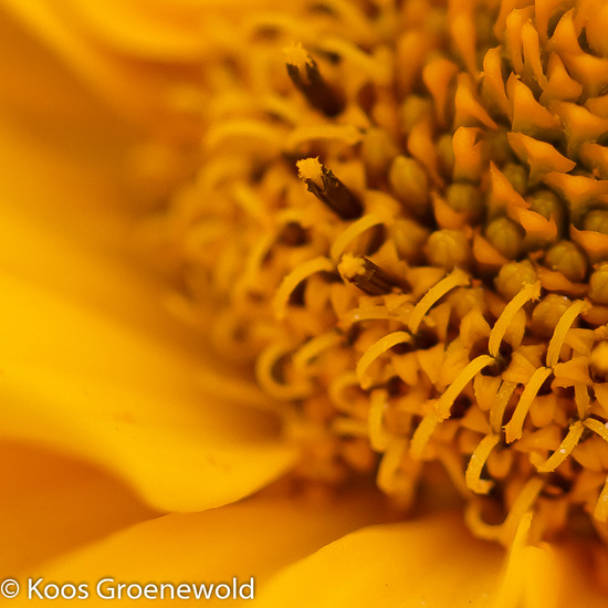 Hortus Botanicus Utrecht